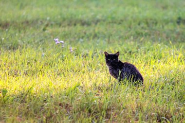Yeşil çimlerde siyah kedi, doğa..
