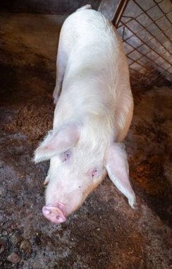 Domuz ahırında kirli domuz