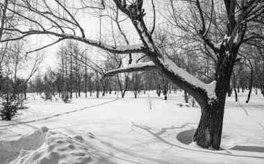 Kış ormanı manzarası, tek renkli fotoğraf.