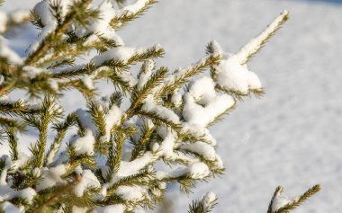 Kar manzarasında yeşil bir Noel ağacının dalları.