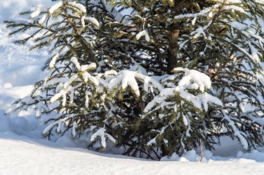 Kar manzarasında yeşil bir Noel ağacının dalları.