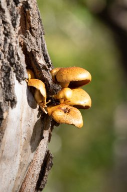 Ağaçta sarı mantarlar, sonbahar ormanı..