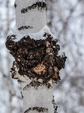 Inonotus oblikus, huş ağacında mantar, kış ormanı..