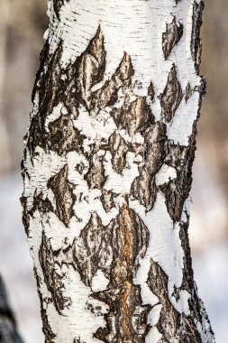 Huş ağacı, doğal doku - eski bir huş ağacının gövdesine sert kabuk, yakın.