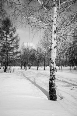 Kış ormanı manzarası, tek renkli fotoğraf.
