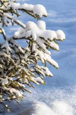 Karda yeşil ladin dalları, kış manzarası.