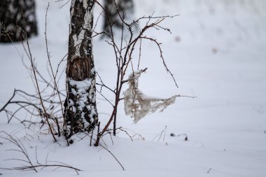 Ağaç gövdesi karla kaplı. Kış manzarası.