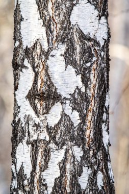 Huş ağacı, doğal doku - eski bir huş ağacının gövdesine sert kabuk, yakın.