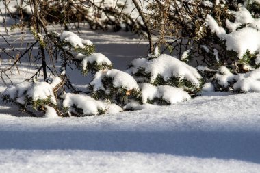 Karda yeşil ladin dalları, kış manzarası.