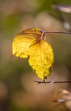 Güneşte sonbahar yaprakları. Sonbahar bulanık arkaplanı.