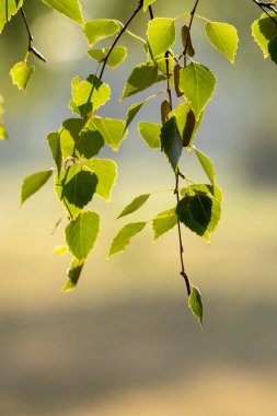 Sonbaharın başlarında, ağaçta yeşil yapraklar..