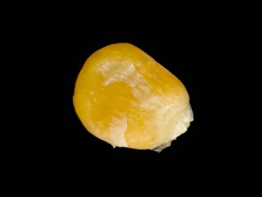 Siyah arkaplanda izole edilmiş sarı mısır tohumları.