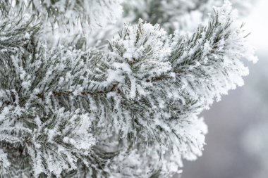 Kozalaklı dallar karla kaplıdır. Kar kristallerindeki çam dalı, bir kış günü kar arkaplanına yakın çekim yapar..