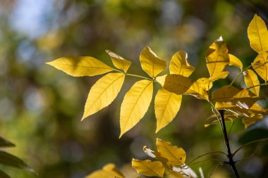 Bulanık sonbahar arkaplanındaki sarı yapraklar.