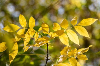 Bulanık sonbahar arkaplanındaki sarı yapraklar.