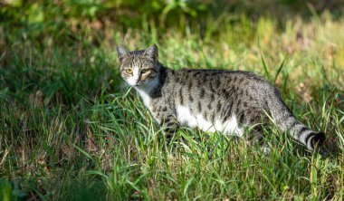 Parktaki gri kedi, yaz manzarası.