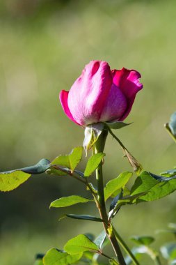 Parlak gül çiçeği, yaz manzarası.