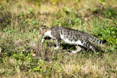Parktaki gri kedi, yaz manzarası.