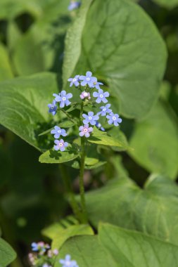 Alp unutma beni, mavi çiçekler, bahar doğası..