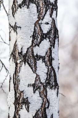 Huş ağacı, doğal doku - eski bir huş ağacının gövdesine sert kabuk, yakın.