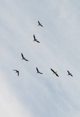 Göçmen kuşlar gökyüzünde, sonbaharda.