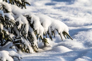 Karda yeşil ladin dalları, kış manzarası.