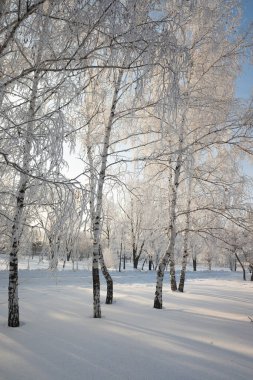 Orman ağaçlarının kış manzarası kıpkırmızı mavi gökyüzü güneşli bir gün ile kaplıydı.