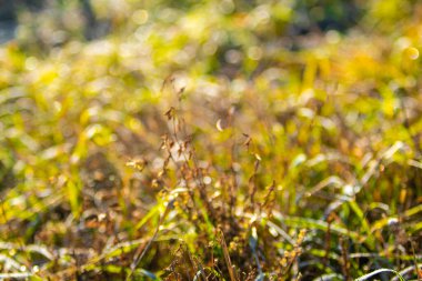 Odaklanamıyorum. Sonbahar çimenli manzarası. Sonbahar çimlerinde buz, doğa..