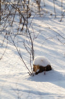 Kışın ormanda yapayalnız bir ağaç, kış ormanı manzarası.
