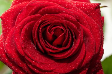 Kırmızı gül, makro yakın çekim, su damlaları.