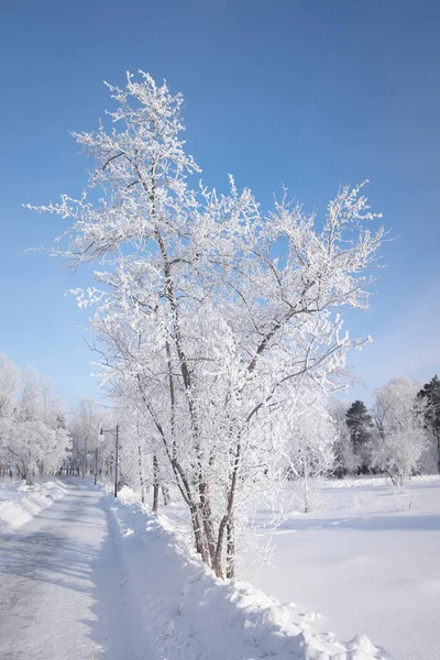 Bela Paisagem Inverno Com Árvores Cobertas Neve Céu Azul Neve — Fotografia de Stock