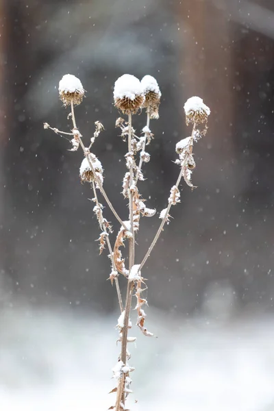 Dry Grass Winter Snow Blurred Background — Stock Photo, Image