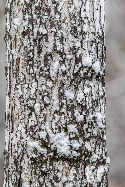 雪地里的桦树树干的叫声 — 图库照片