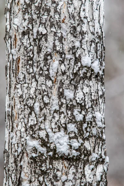 Écorce Tronc Bouleau Dans Neige Fond — Photo