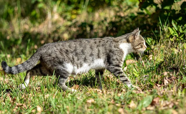 Parktaki Gri Kedi Yaz Manzarası — Stok fotoğraf