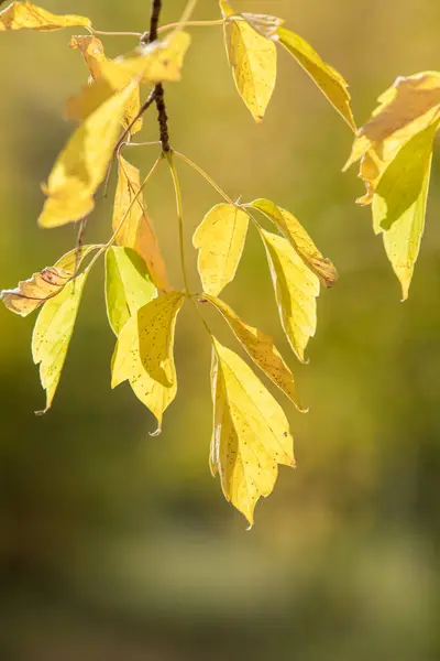 秋の森の黄色の葉 — ストック写真