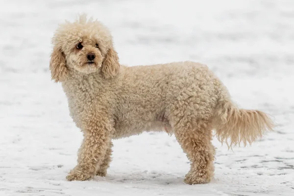 Anjing Salju Shaggy Putih Anak Anjing Mini Goldendoodle Salju — Stok Foto