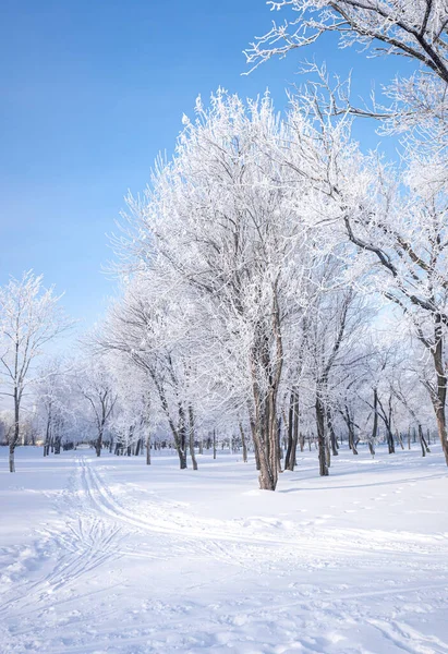 Krásná Zimní Krajina Zasněženými Stromy Modrá Obloha Texturovaný Sníh Zimní — Stock fotografie