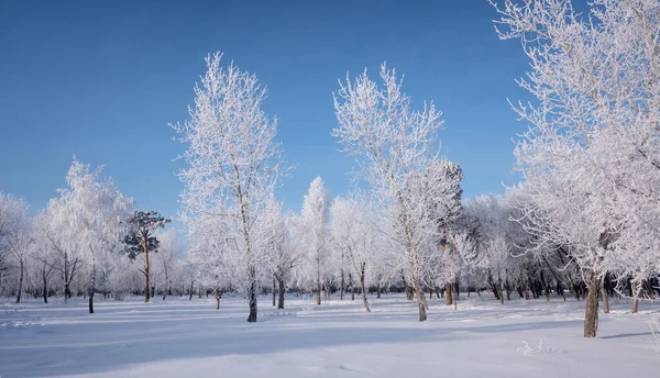 Paisagem Inverno Nas Árvores Florestais Cobertas Com Hoarfrost Céu Azul — Fotografia de Stock