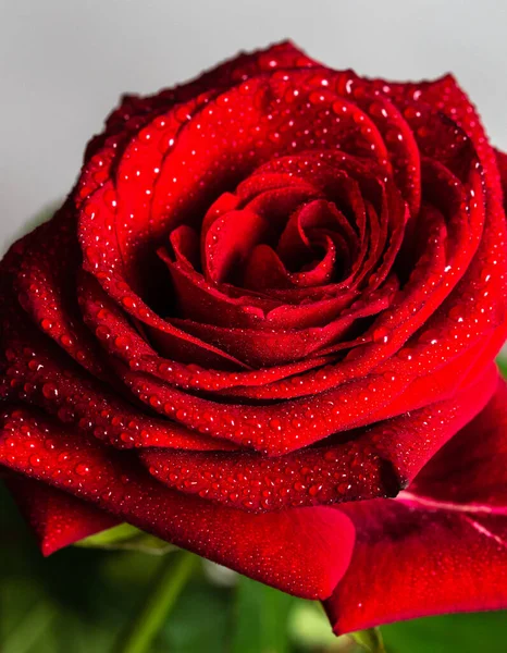 Red Rose Macro Closeup Drops Water — Stock Photo, Image