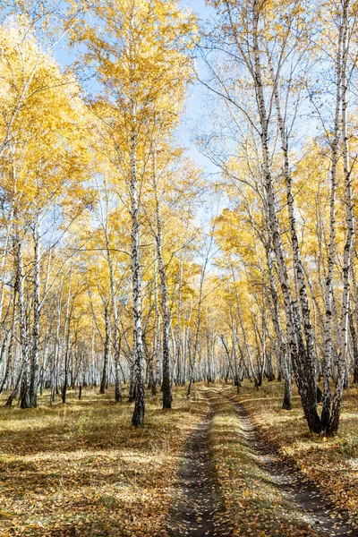 白樺林の秋の風景です 秋には木々の黄色の葉 白樺の白い幹 — ストック写真