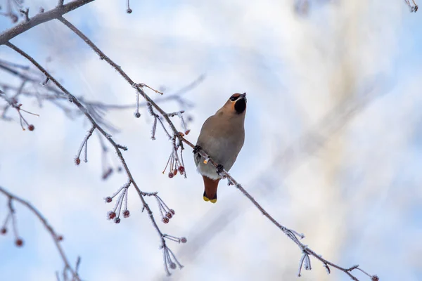 Bellissimi Uccelli Inverno Ramo Albero Sullo Sfondo Del Cielo — Foto Stock