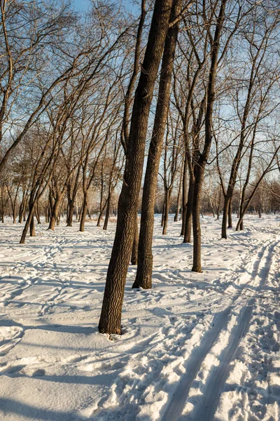 Zimní Park Krajina Modré Obloze Pozadí — Stock fotografie