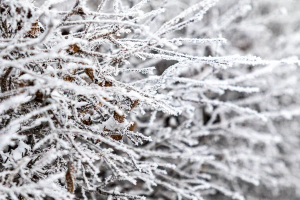 Ramas Heladas Invierno Hermosas Ramas Árboles Con Heladas Nieve Increíble — Foto de Stock