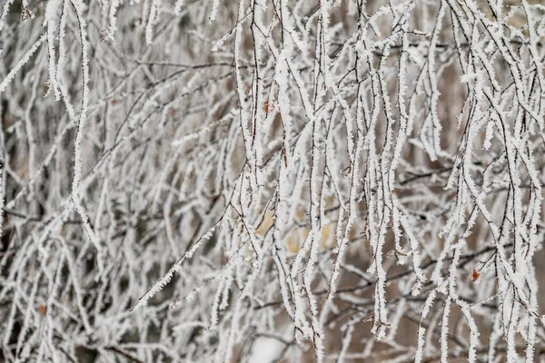 Zimní Mrazivé Větve Krásné Větve Stromů Chrastítkem Sněhem Úžasné Zimní — Stock fotografie