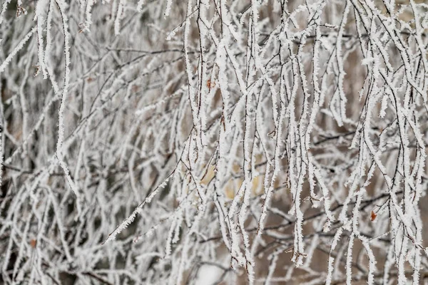 Ramos Gelados Inverno Belos Galhos Árvore Com Geada Neve Fundo — Fotografia de Stock