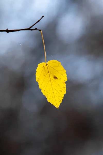 Otoño Sol Fondo Borroso Caída —  Fotos de Stock