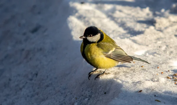 Gran Pájaro Teta Nieve Invierno Naturaleza Del Parque —  Fotos de Stock