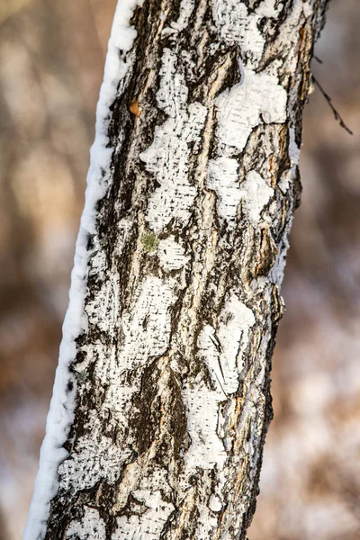 Bříza Přírodní Textura Hrubá Kůra Starém Kmenu Břízy Zblízka — Stock fotografie