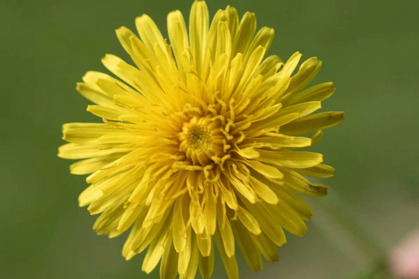 Flores Amarelas Dente Leão Natureza Primavera — Fotografia de Stock